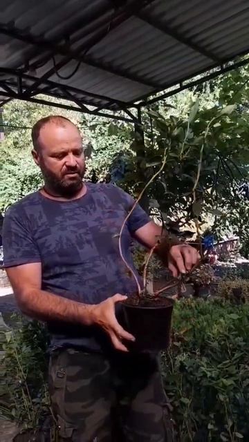 Уникальность сорта голубики "Дюк" #покровское #неклиновскийрайон #голубика смотреть онлайн