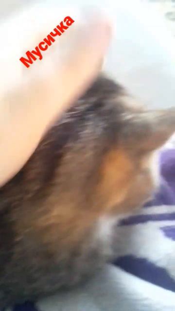 Симба тебе нравится Муся смотреть онлайн