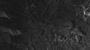 Орбы, ловил скайфишей, поймал орбы