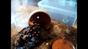 Brachypelma smithi mating