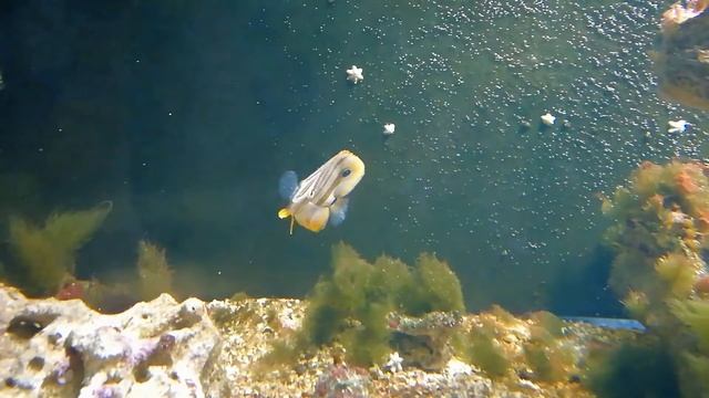 Chelmon rostratus смотреть онлайн