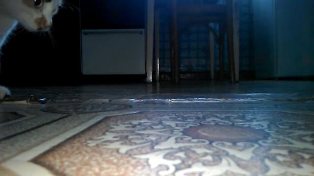 Я с бабушкой играю с кошкой по имени симка(знаю что это имя фиксика но бабушка кошку так назвала) смотреть онлайн