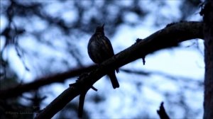 Punakylkirastas laulaa (Redwing singing)  Turdus iliacus, Rödvingetrast sång, Белобровик пение