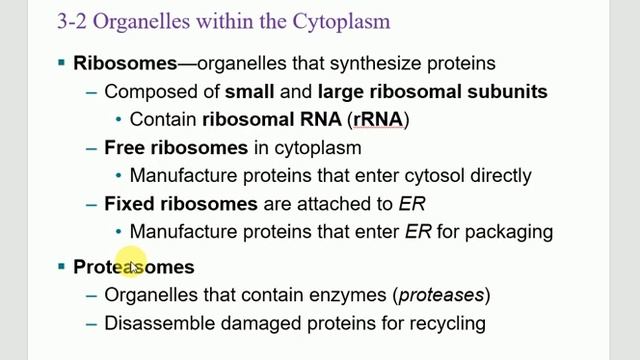 Bio233 A&P 1 Lecture Chapter 3 The Cellular Level of Organization Part 1 2023 смотреть онлайн