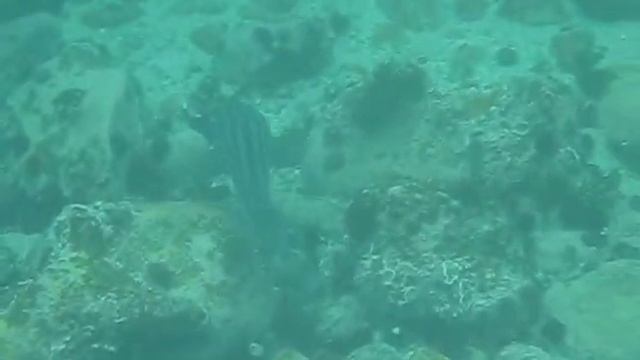 Pyjama Shark or striped catshark in Cape Town!!!!! смотреть онлайн