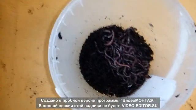Получение коконов Дендробены