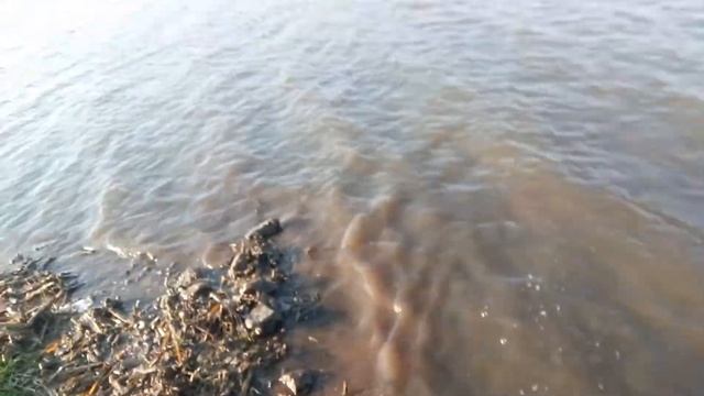 Охота на утку ,Спаниель Эльза . смотреть онлайн