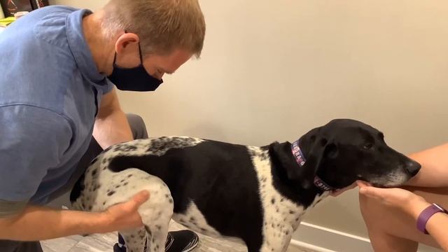 Animal Chiropractic- Meet Aurora! смотреть онлайн