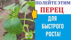Секреты шикарного урожая сладкого перца. Подкормка Рассады Перца