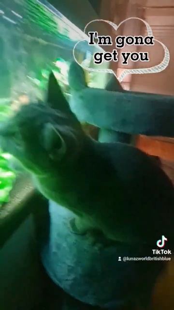 Cat VS Fish Watch British Blue Shorthair Cat try and get Fish in rank #britishshorthair #funny #cat смотреть онлайн