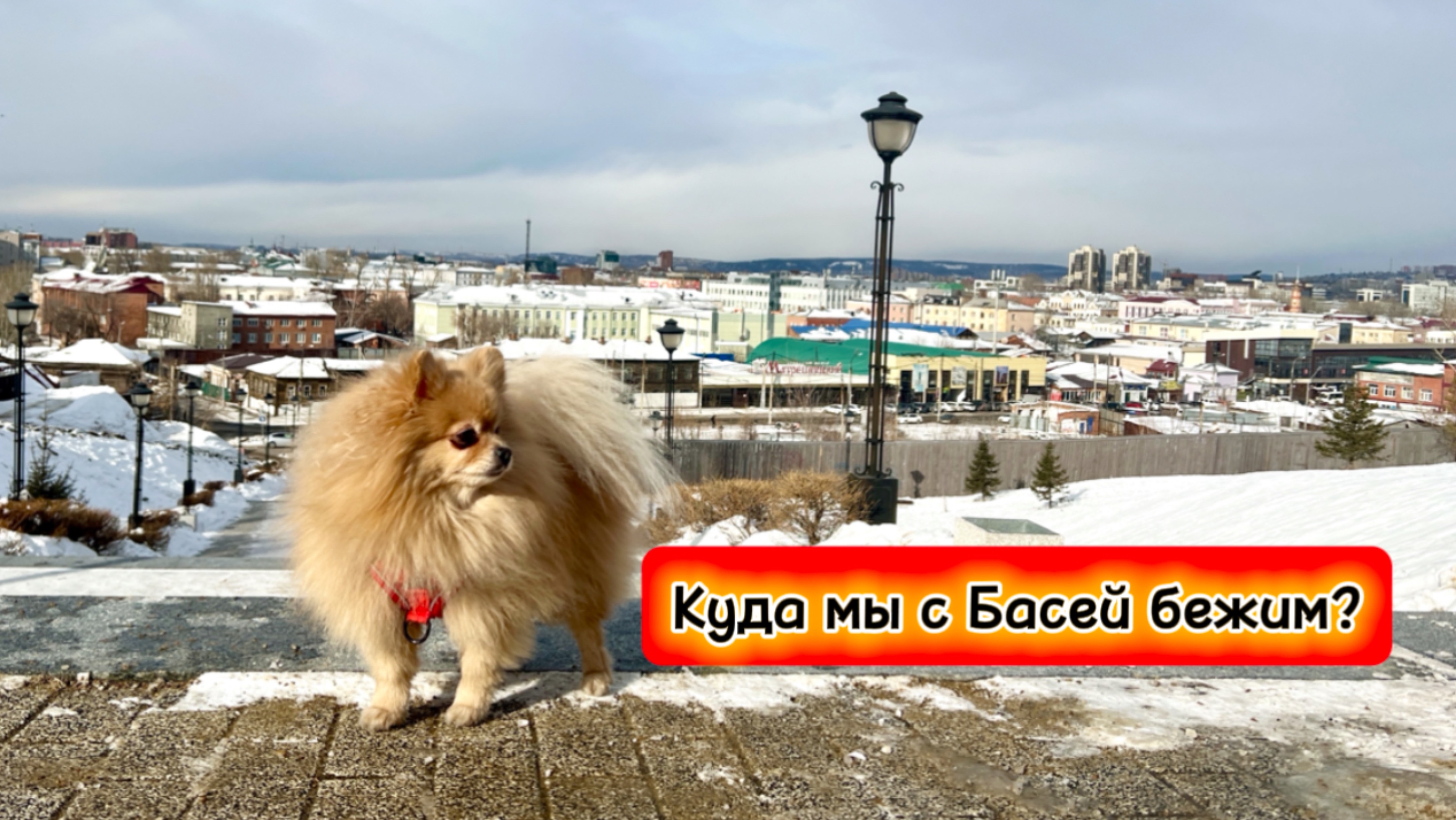 Куда мы с Басей бежим?