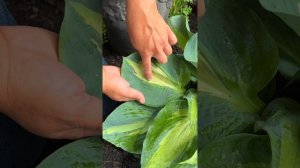 Hudson Bay Hosta: Put Some Drama in Your Shade Garden 💚 Reston Farm Garden Market