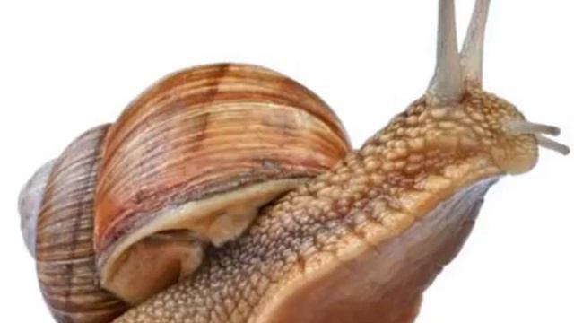 oh baby give me one more snail смотреть онлайн