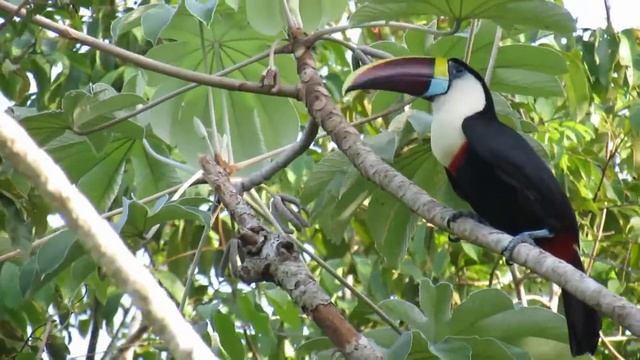 White-throated Toucan Delta Orinoco Venezuela - Thore Noernberg Birdwatching