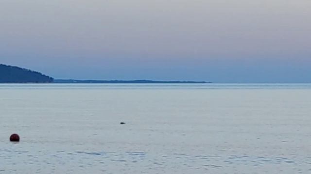 ДЕЛЬФИНЫАБХАЗИИ