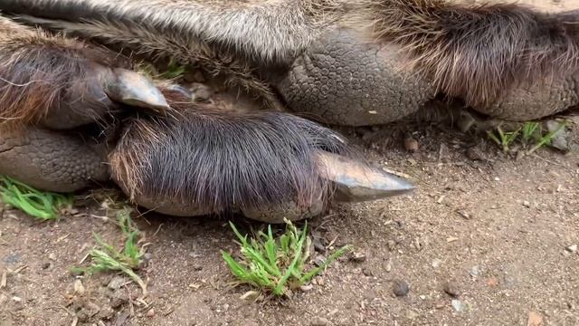 Feet n hands of the Red Kangaroo… Western Grey Kangaroo… Euro ( Wallaroo) @rufusthecouchkangaroo599 смотреть онлайн