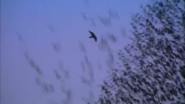 Сергей Жуков И Женя Рассказова - Стая - превод RuzAnna смотреть онлайн