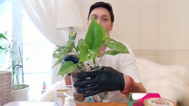 Как поживают мои Монстеры на керамзите