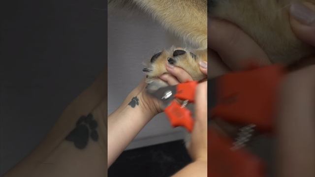 Husky convinced she's dying at the groomers смотреть онлайн