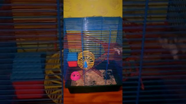 Хомяк и клетка смотреть онлайн