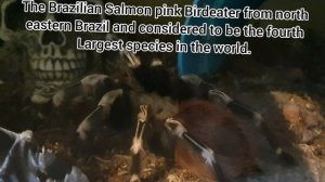 Lasiodora Parahybana