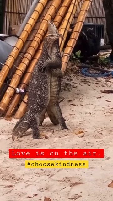 Love is in the air. смотреть онлайн