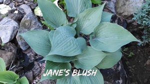 Хоста с голубыми окрасом Jane's Blush....утро... вечер #hosta #хоста #сорта #коллекция