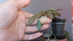 Первое цветение хойи Elle