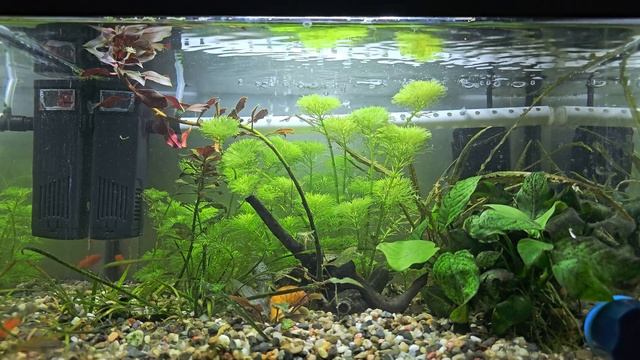 Аквариум 25л. День 469. Усатые ампулярии.