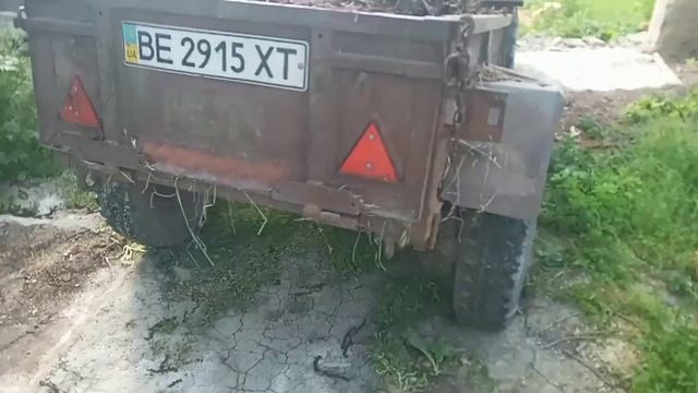 Перше підживлення коров'яком винограду та полив