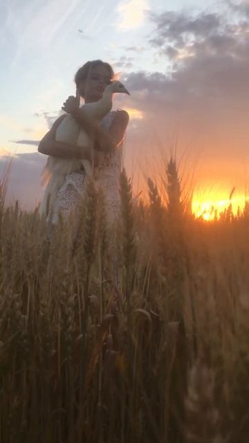 Фотосессия в пшеничном поле смотреть онлайн