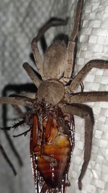 Giant spider attack scene 🕷️🕷️🕸️🕸️🪳🪳 #spide #animal #cockroach смотреть онлайн