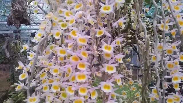 ❀ Vẻ Đẹp Hoàng Thảo Long Tu Xuân ❀ Dendrobium Primulinum – Lindl ❀ смотреть онлайн