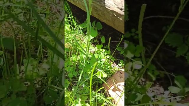 Крапива номер 3 слаймик (Новые поезда) смотреть онлайн