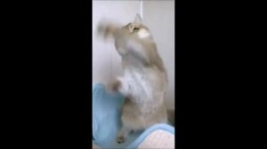 УМНИЦА- КРАСАВИЦА