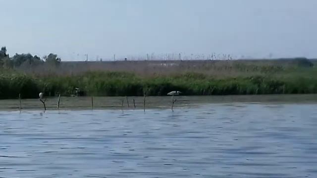 Аист и "птеродактиль" тусят на карасевой точке смотреть онлайн