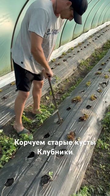Корчуем старые кусты клубники 


#клубника #рассадаклубники #ягода