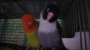 Неразлучники