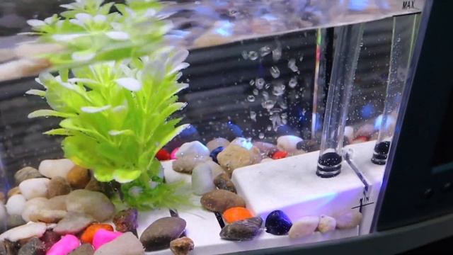 *MINI* Desktop Fish Tank REVIEW... (The Worst Aquarium On AMAZON) смотреть онлайн