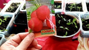 Редис сорта "КРАСНЫЙ ГИГАНТ" купила в Магазине Грядка!!!   Очень ХОРОШИЙ Сорт!!!  11.3.24г.