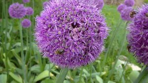 Рокамболь цветёт 1 Пчёлы на чесночных цветках. Bees on garlic flowers