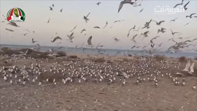 Suudi Arabistandaki kuş göçü böyle görüntülendi