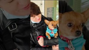 Мася — это очаровательная маленькая собачка, которая обожает путешествия