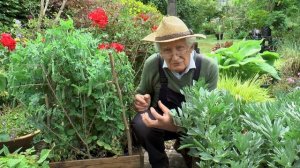 Growing Peas and Runner Beans | Garden Ideas | Peter Seabrook