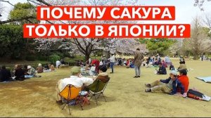 Почему Сакура это больше чем дерево - Жизнь в Японии