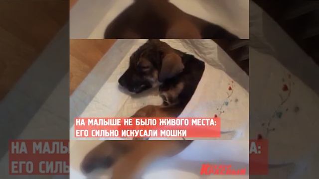 Волонтеры пытались спасти щенка, которого искусали мошки смотреть онлайн