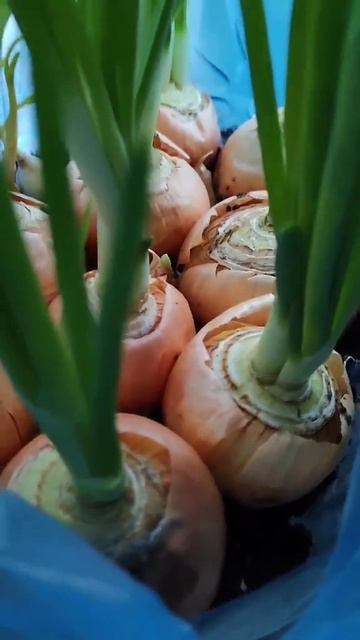 Мама о луке на перо,он бывает разный! Каждая луковица с секретом! смотреть онлайн