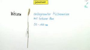 Gezüchtete Gräser: Getreidesorten | Biologie | Botanik