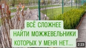 В ПОИСКЕ НОВЫХ СОРТОВ ДЛЯ 🌲МОЖЖЕВЕЛОВОГО САДА🌲. 15.04.2024г.