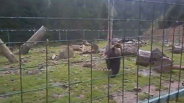 Центр реабилитации бурого медведя смотреть онлайн